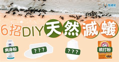 屋企有蟻風水|【家居小常識】屋企畀蟻入侵點算好？即睇6大天然滅蟻方法！